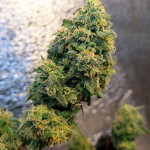 green-crack-auto-fastbuds.jpg