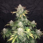 haze-autoflowering-dinafem-seeds.jpg