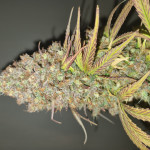 purple-haze-auto-fem-original-sensible-seeds.jpg
