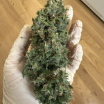 strawberry-cheesecake-auto-fem-humboldt-seed-company.jpg