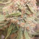 y-griega-cbd-fem-medical-seeds.jpg