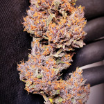 diablo-rojo-xl-auto-fem-sweet-seeds.jpg