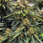 tangerine-dream-fem-barneys-farm.jpg
