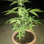auto-american-pie-fem-pyramid-seeds.jpg