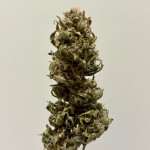 banana-purple-punch-auto-fem-fastbuds.jpg