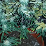 money-bush-fem-heavyweight-seeds.jpg