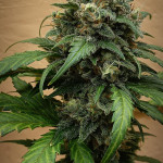 jet-fuel-mandarine-xl-auto-fem-sweet-seeds.jpg