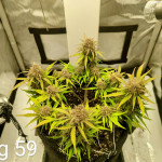 diablo-rojo-xl-auto-fem-sweet-seeds.jpg