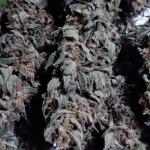 blueberry-cheese-auto-blue-cheese-auto-fem-barneys-farm.jpg