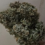 sour-jealousy-auto-fem-fastbuds.jpg
