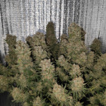 ddos-33-fem-herbies-seeds.jpg