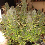 fully-loaded-auto-fem-heavyweight-seeds.jpg