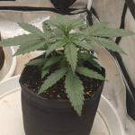 whiskey-zulu-auto-fem-7ch-american.jpg
