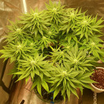 ak-47-fem-serious-seeds.jpg