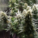 auto-super-extra-skunk-victory-seeds.jpg
