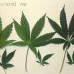 kali-Mist-serious-seeds.jpg