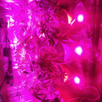 autoflowering-mix-fem-00-seeds.jpg