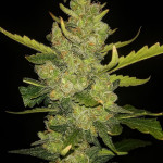 gorilla-punch-auto-fem-fastbuds.jpg