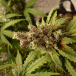 2-fast-2-vast-auto-fem-heavyweight-seeds.jpg