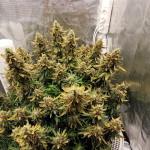 original-big-bud-auto-fem-fastbuds.jpg