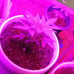 northern-lights-fem-pyramid-seeds.jpg