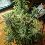 papaya-zoap-auto-fem-sweet-seeds.jpg