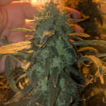 s.a.d.-sweet-afgani-delicious-auto-fem-sweet-seeds.jpeg