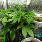 sweet-nurse-auto-cbd-fem-sweet-seeds.jpg