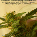 blue-mystic-automatic-nirvana-seeds.JPG