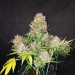 tropicana-cookies-auto-fem-fastbuds.jpg
