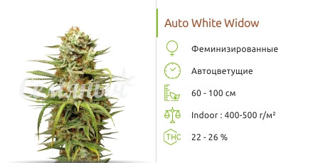 Auto White Widow от Dutch Passion