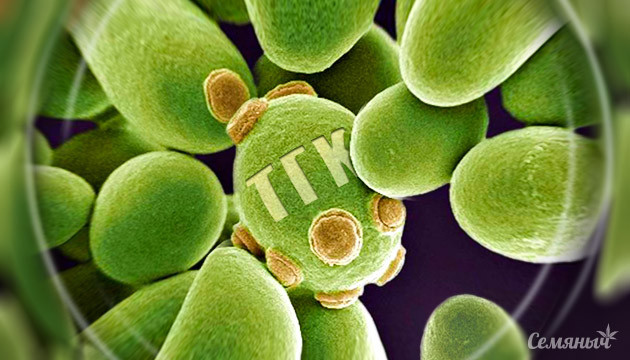 Получение ТГК и КБД из дрожжей