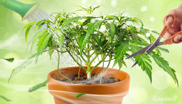 Влияние стрессов на каннабис