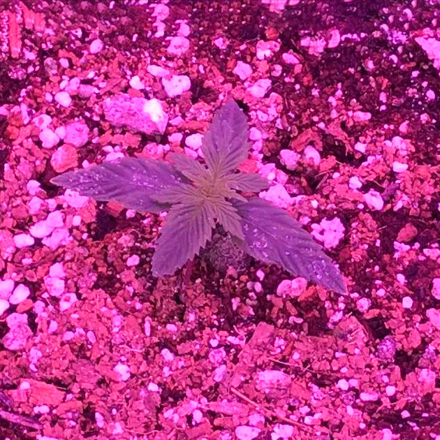 Три пары листьев