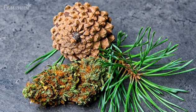 Подборка сортов с ароматом хвои Сорта с хвойным ароматом