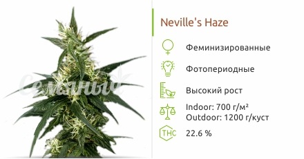 Neville's Haze от Green House Seeds