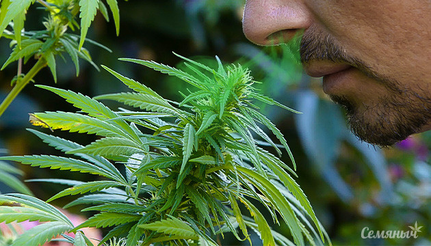 Повышение количества терпенов в каннабисе