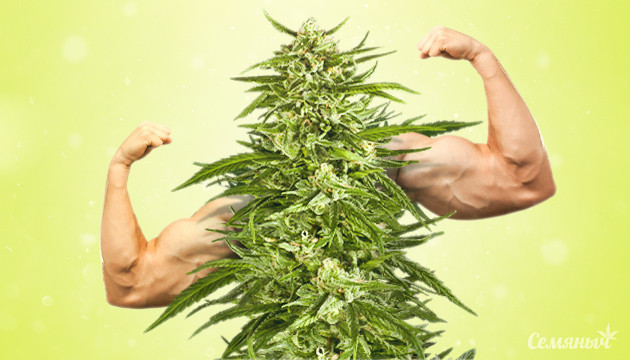 Сильный сорт