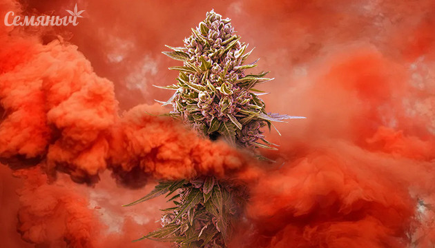 Обзор вапорайзеров: особенности устройства