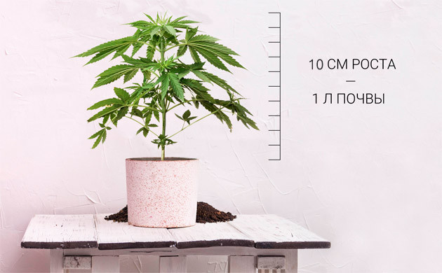Рассчет размеров горшка для пересадки конопли