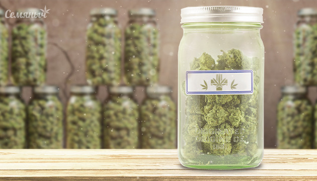 Пролечка шишек конопли в банке