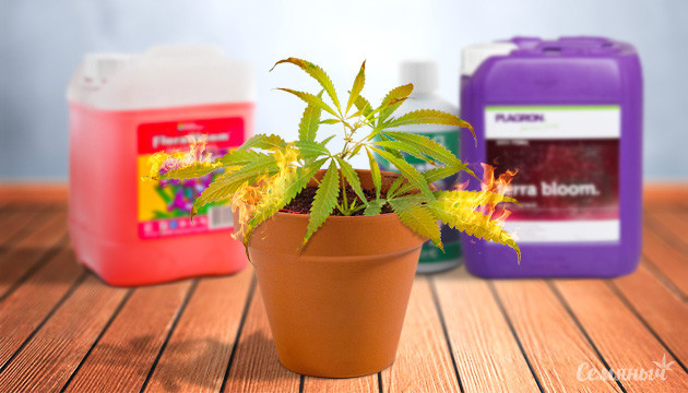 Ожог от удобрений на растениях каннабиса